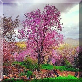 Pink almond tree in Israel